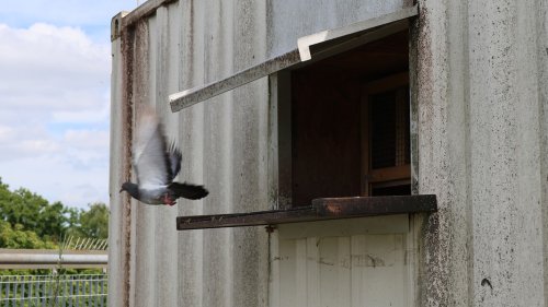 Wilhelmshaven ohne Strom: Taube legt mehrere Stadtteile lahm