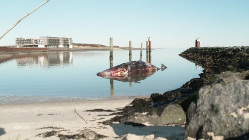 Todesursache: Pottwal vor Sylt erstickte am eigenen Gewicht