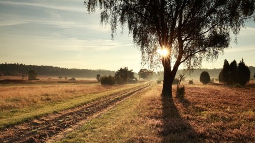Urteil: Naturschutz in Lüneburger Heide weitgehend rechtmäßig