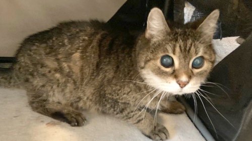 Polizei in Northeim rettet blinde Katze von der Fahrbahn