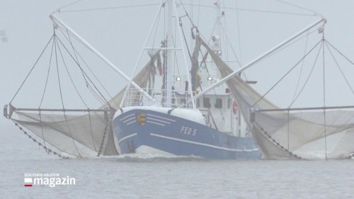 Fangmethode: Krabbenfischer von Amrum sieht Existenz bedroht