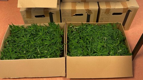 Mehr als 1.000 Cannabispflanzen bei Kontrolle an A30 entdeckt