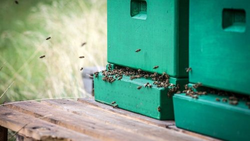 Unbekannte vergreifen sich an Bienenstöcken: 2.000 Bienen tot
