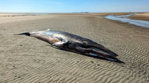 Minsener Oog: Erneut Wal auf der Insel angespült
