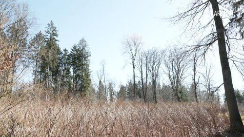 Hohe Waldbrandgefahr in Teilen Mecklenburg-Vorpommerns