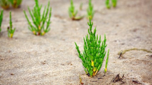 Queller: So lässt sich der gesunde Meeresspargel zubereiten