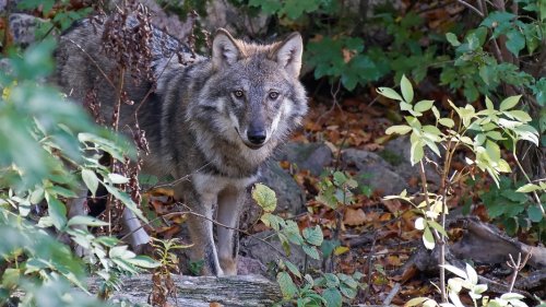 Wolfsrisse in Stade: Umweltministerium widerspricht Kritik