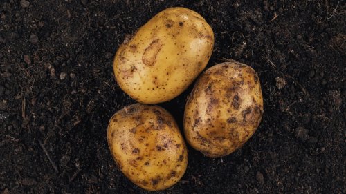 Erst Regen, nun Frost: Kartoffeln bleiben tonnenweise in der Erde
