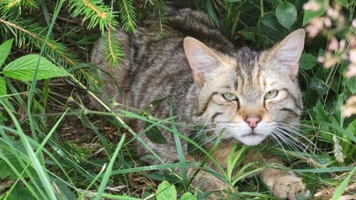 Wildkatzengehege: Kater "Findus" büxt aus und wählt Leben in Freiheit