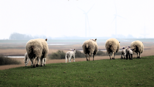 Bilder aus Schleswig-Holstein: Die schönsten Zuschauerfotos aus KW 16