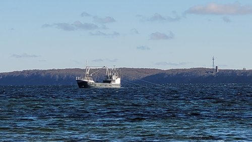 Dänemark verbietet Muschelfischerei in der Flensburger Förde