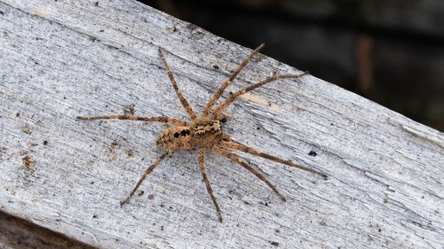 NABU: Nosferatu-Spinne breitet sich in Niedersachsen aus