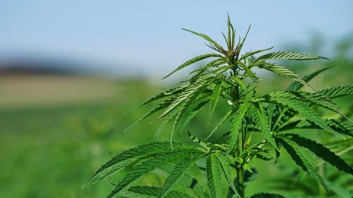 Polizei beseitigt Cannabis-Plantage auf Sylt
