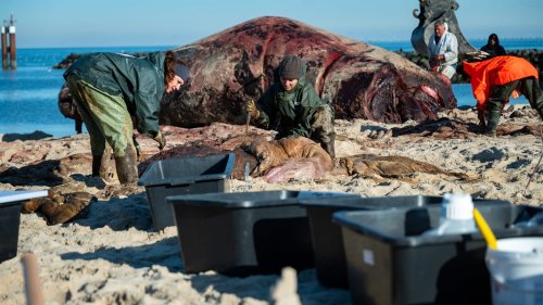 Todesursache klar: Pottwal vor Sylt an eigenem Gewicht erstickt