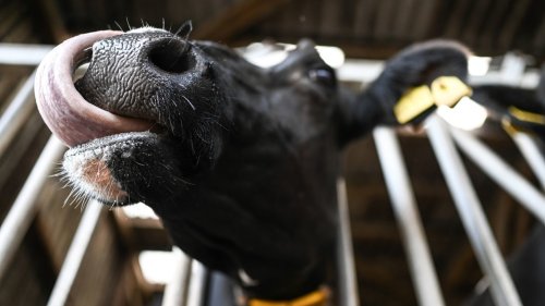 Blauzungenkrankheit: Ministerin Staudte ruft zur Impfung auf
