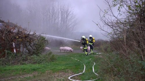 Bissendorf: Feuer im Stall - 140 Schweine verenden