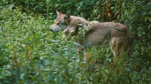 200 Meter neben Wald-Kindergarten: Wolf reißt Damwild