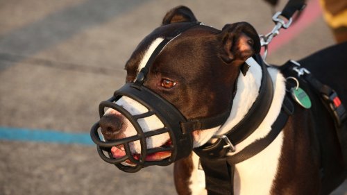 Göttingen erhöht Hundesteuer: Einige Besitzer zahlen das Sechsfache