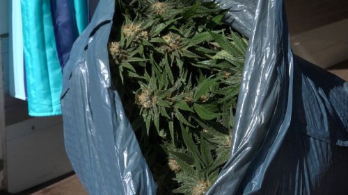 Illegale Cannabis-Pflanzen in marodem Haus im Harz entdeckt