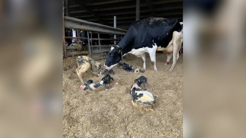 Sensation in Schönkirchen: Milchkuh bringt Vierlinge zur Welt