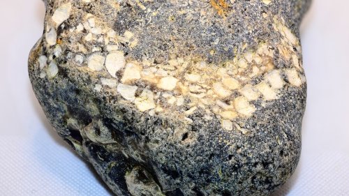 66 Millionen Jahre alter Seestern am Schönberger Stand entdeckt