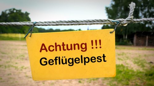 Nienburg: Geflügelpest bei totem Schwan nachgewiesen