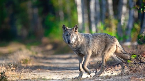 Wolf in Hannover: NABU kritisiert Umweltminister Lies scharf