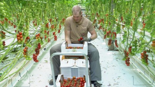 Der Tomatenretter Arne Eggers aus Hamburg