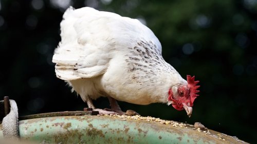 Entwarnung bei Vogelgrippe: Hühner dürfen wieder ins Freie