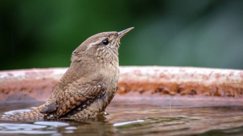 Wasserstelle hilft Vögeln und Insekten im Sommer