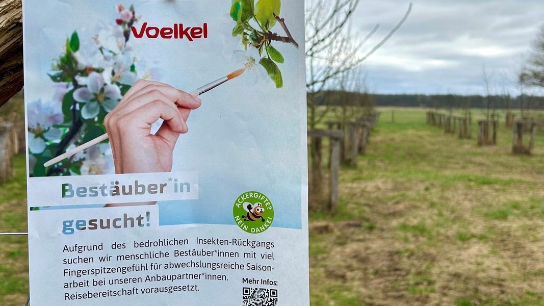 Menschen statt Bienen: Blütenbestäuber per Jobanzeige gesucht