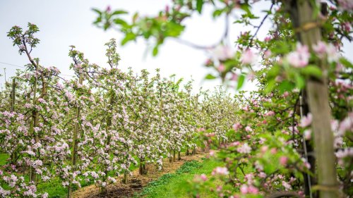 Altes Land: Obstblüte erneut früher als gewohnt