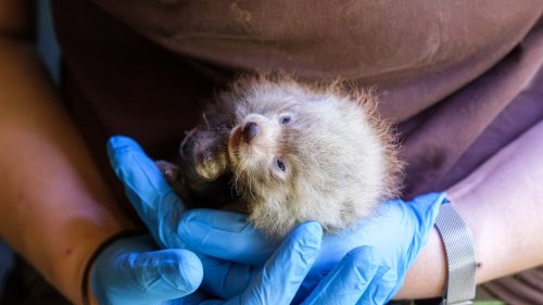 Kleiner Roter Panda gestorben: Rückschlag für Schweriner Zoo