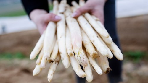 Spargel-Saison startet in Niedersachsen - Bedingungen sind gut