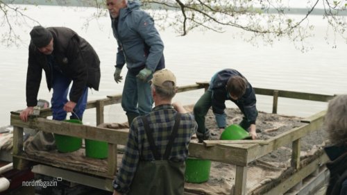Vogelschützer richten Brutinseln für Flussseeschwalben her