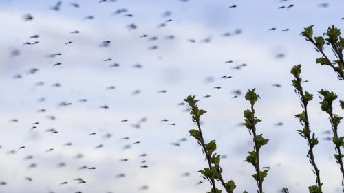Mücken fliegen in Schwärmen am Strand von St. Peter-Ording