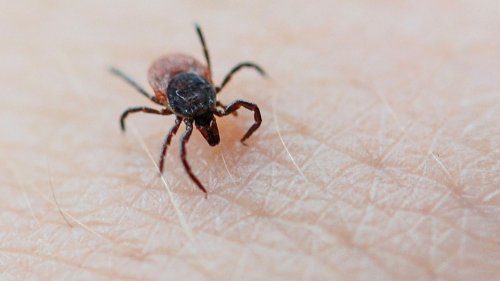 Borreliose nach Zeckenstich: Symptome, Diagnose und Spätfolgen