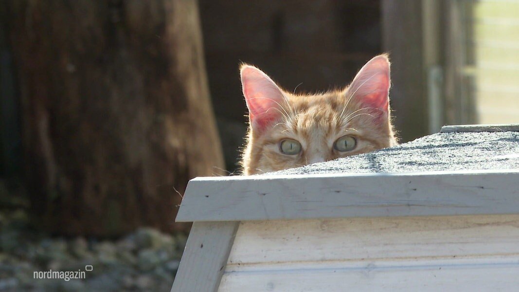 Altenhagen: Ostern in der Katzenpension