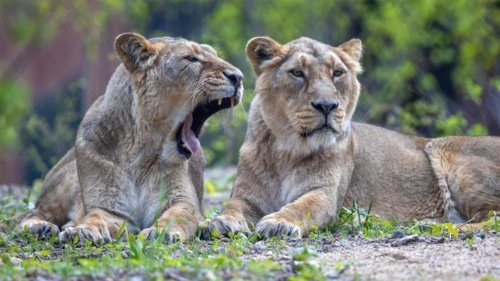Zoo Schwerin: Löwen-Nachwuchs hat erste Nacht nicht überlebt