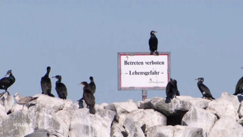 Kormorane fressen tonnenweise Hering – Fischer in Sorge