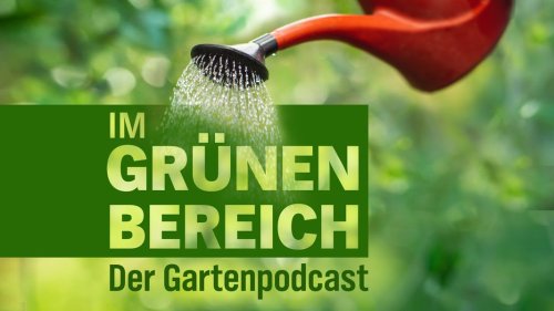 Heidelbeere, Himbeere und Kohl: Superfood aus dem eigenen Garten