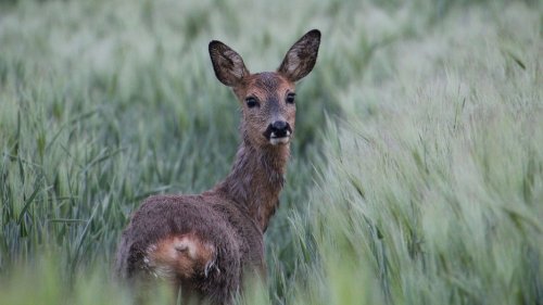 Bilder aus Schleswig-Holstein: Die schönsten Zuschauerfotos aus KW 19