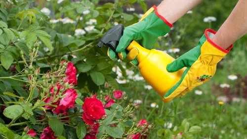 Einfaches Hausmittel schützt Rosen vor Pilzkrankheiten