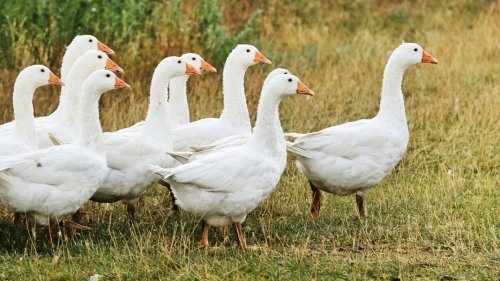 Nach Vogelgrippe: Pommernhof in Zarnewanz setzt auf Gänse