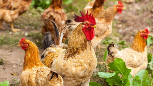 Hühner im eigenen Garten halten