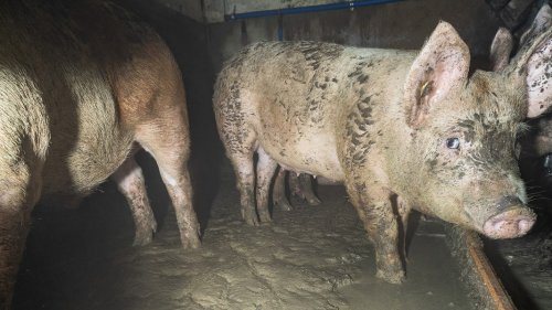 Mutmaßlicher Hygiene-Skandal in Schweinemast im Kreis Segeberg aufgedeckt
