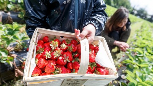 Erste Erdbeerfelder in SH für Selbstpflücker geöffnet