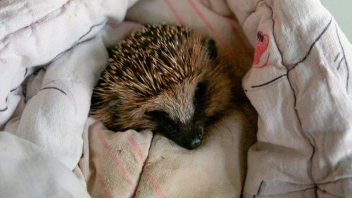 Tierquälerei an einem Igel: Kinder in Rendsburg holen Hilfe