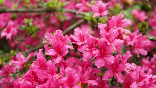 Rhododendron richtig düngen: So blüht er in voller Pracht