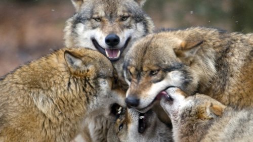 Weidetierhalter wollen Abschuss ganzer Wolfsrudel
